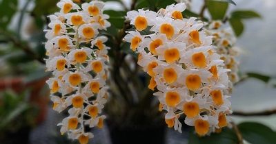 Curso experto en Dendrobium densiflora course image