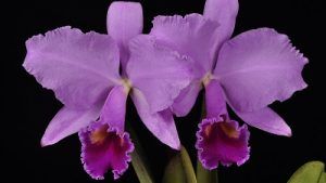 Introducción al cultivo de orquídeas – Conferencia