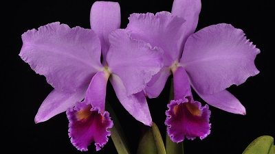 Introducción al cultivo de orquídeas - Conferencia course image