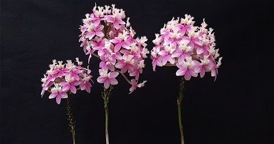 56-Epidendrum Wedding Valley flor