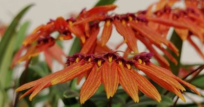Cultivo de Bulbophyllums - Conferencia course image