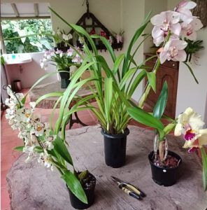 Tutores y empaques para orquídeas