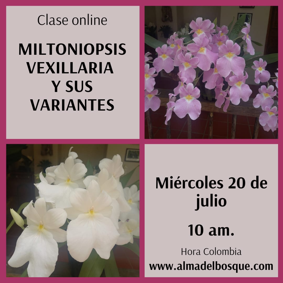 Miltoniopsis vexillaria – Conferencia course image