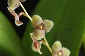Cultivo de orquídeas Stelis course image
