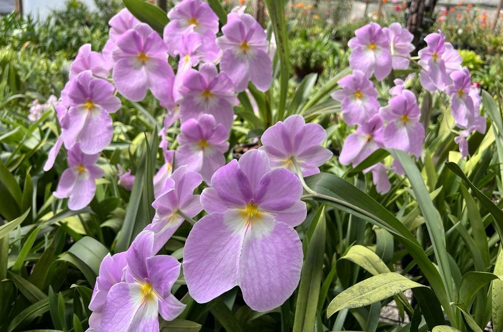 Miltoniopsis vexillaria “San Miguel”