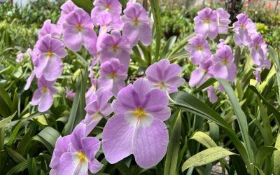 Miltoniopsis vexillaria “San Miguel”