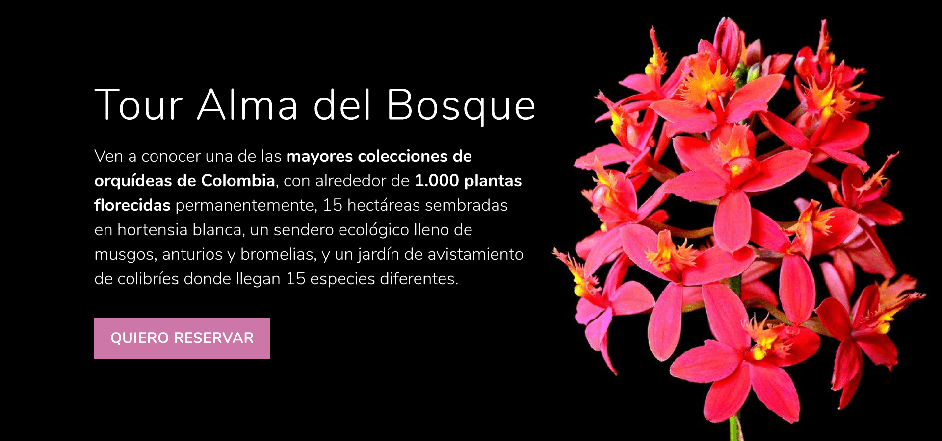 Tour Alma del Bosque - Alma del Bosque