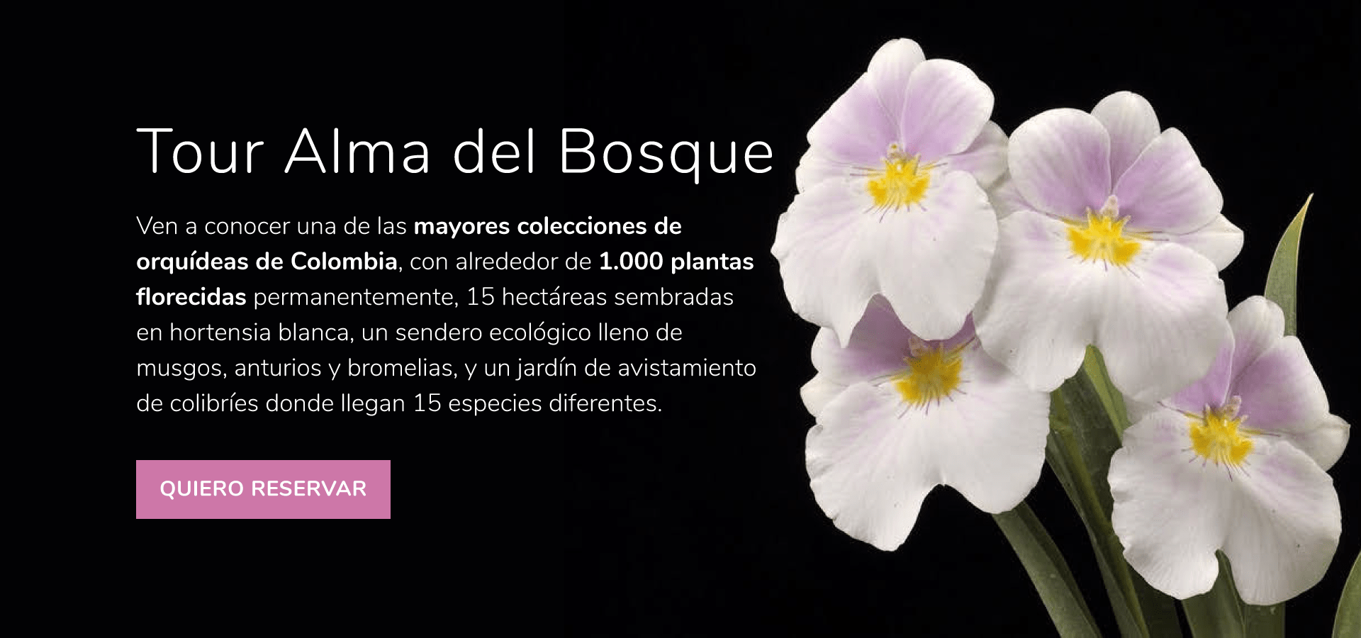 Tour Alma del Bosque - Alma del Bosque