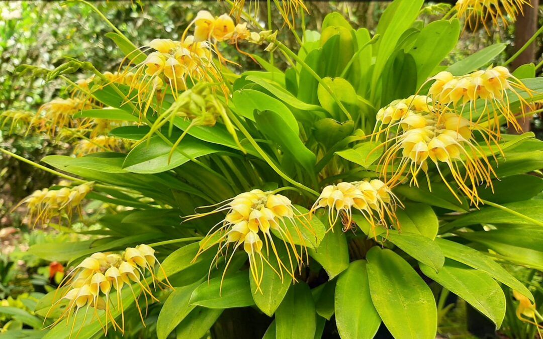 Cultivo de Masdevallias multiflora