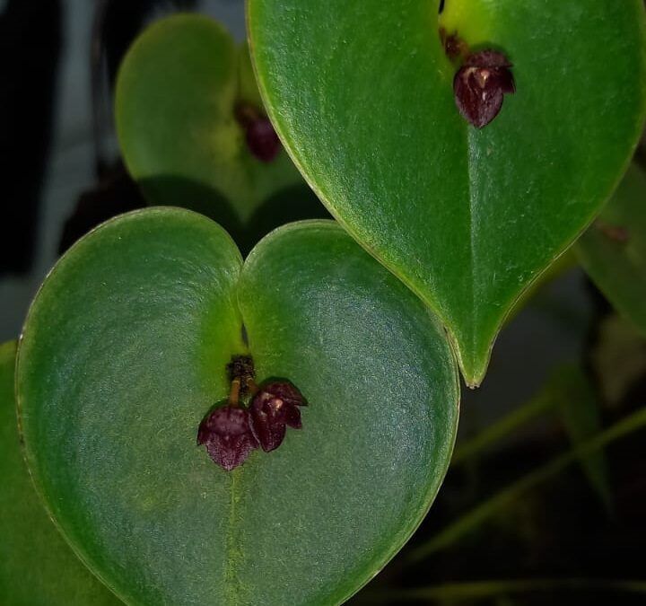 Cultivo de orquideas Acronia