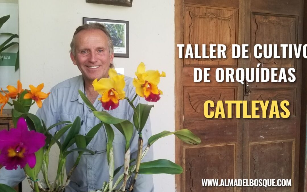 Taller en vivo de cultivo de orquídeas Cattleya