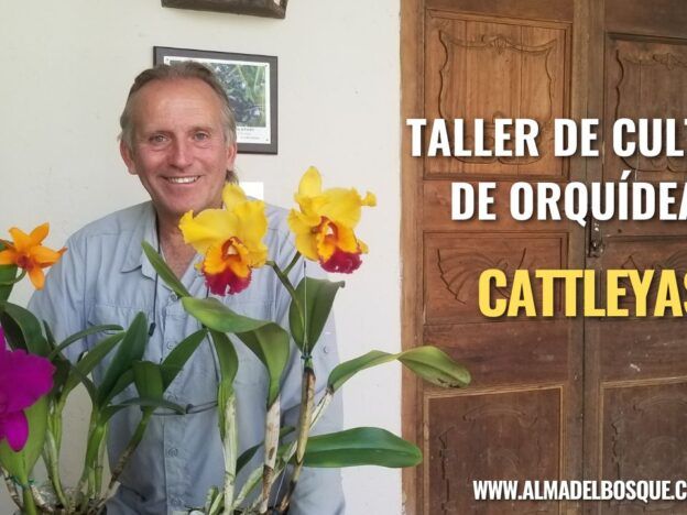 Taller en vivo de cultivo de orquídeas Cattleya course image
