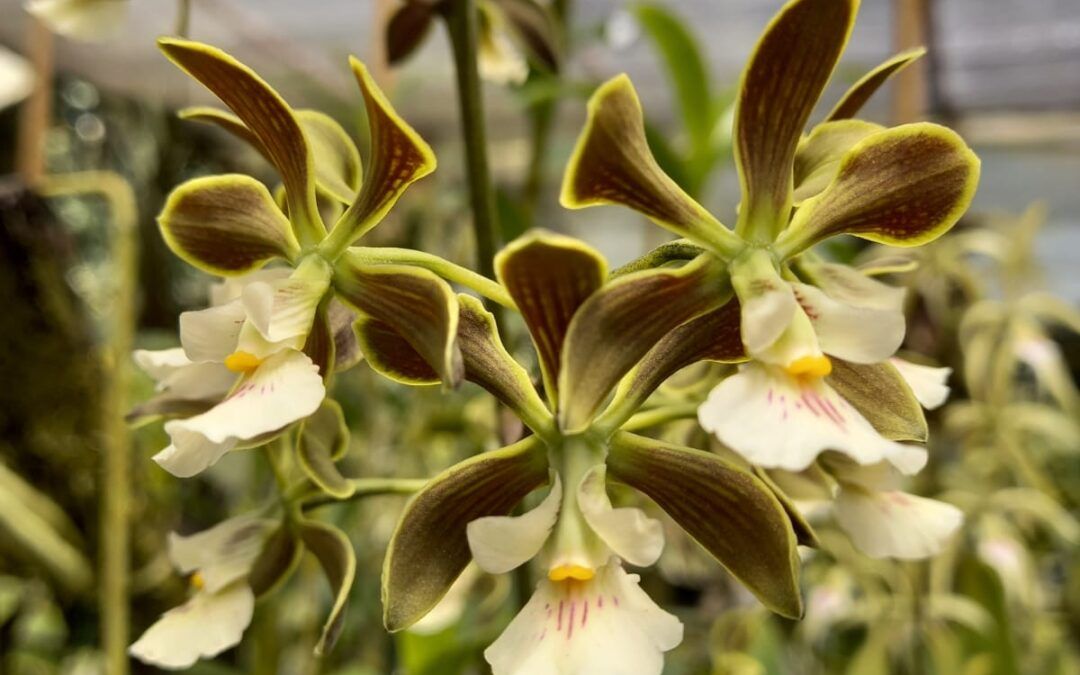 Cultivo de orquideas Encyclia