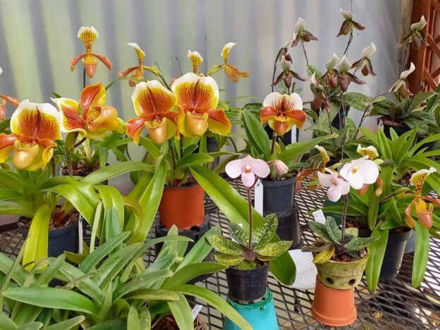 Cómo ubicar mis orquídeas course image