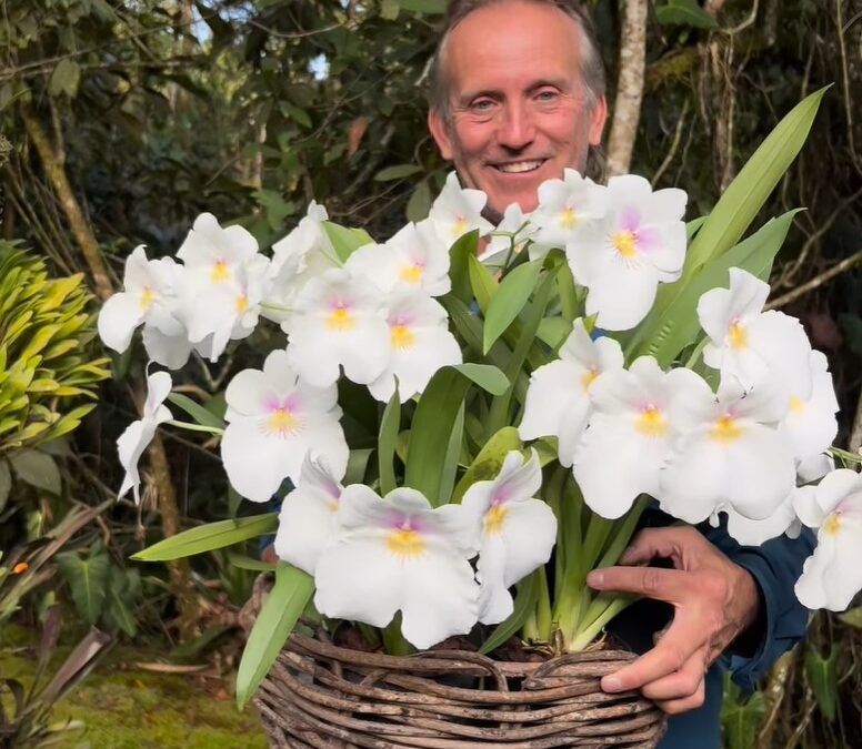 Cómo preparar orquídeas para exposición