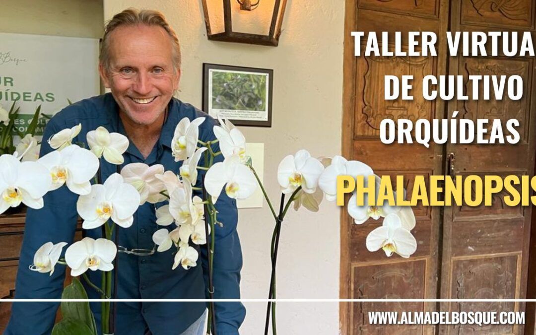 Taller de cultivo de Phalaenopsis