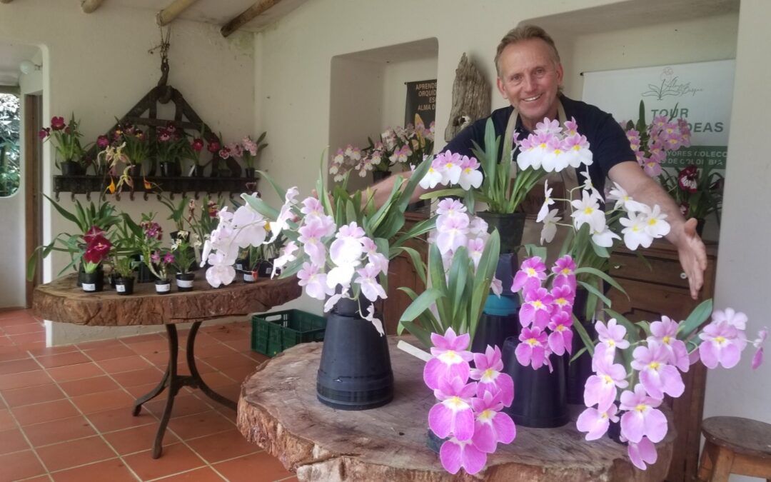 Orquídeas para principiantes