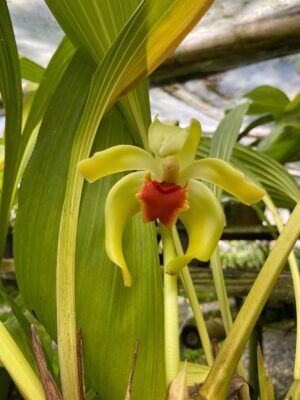 Cultivo de orquídeas Ida