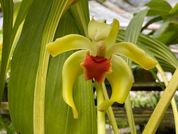 Cultivo de orquídeas Ida course image