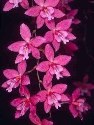 Cultivo de orquídeas Cochlioda
