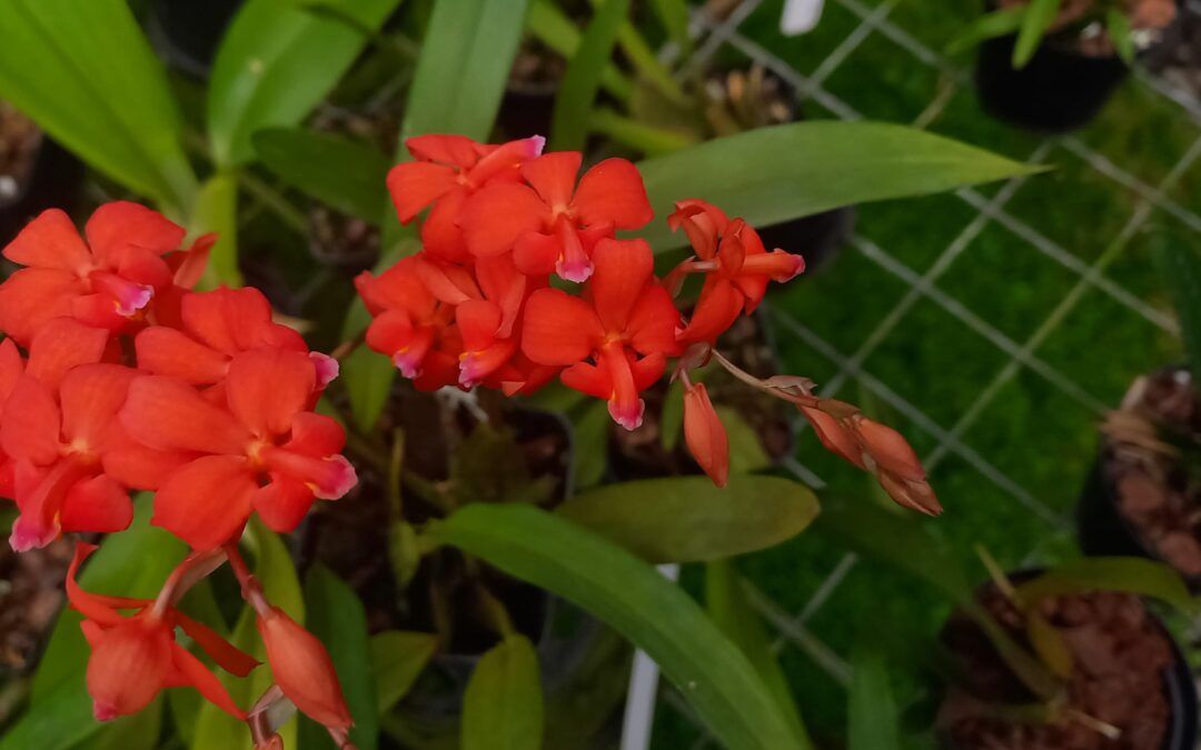 Cultivo de orquídeas Cochlioda