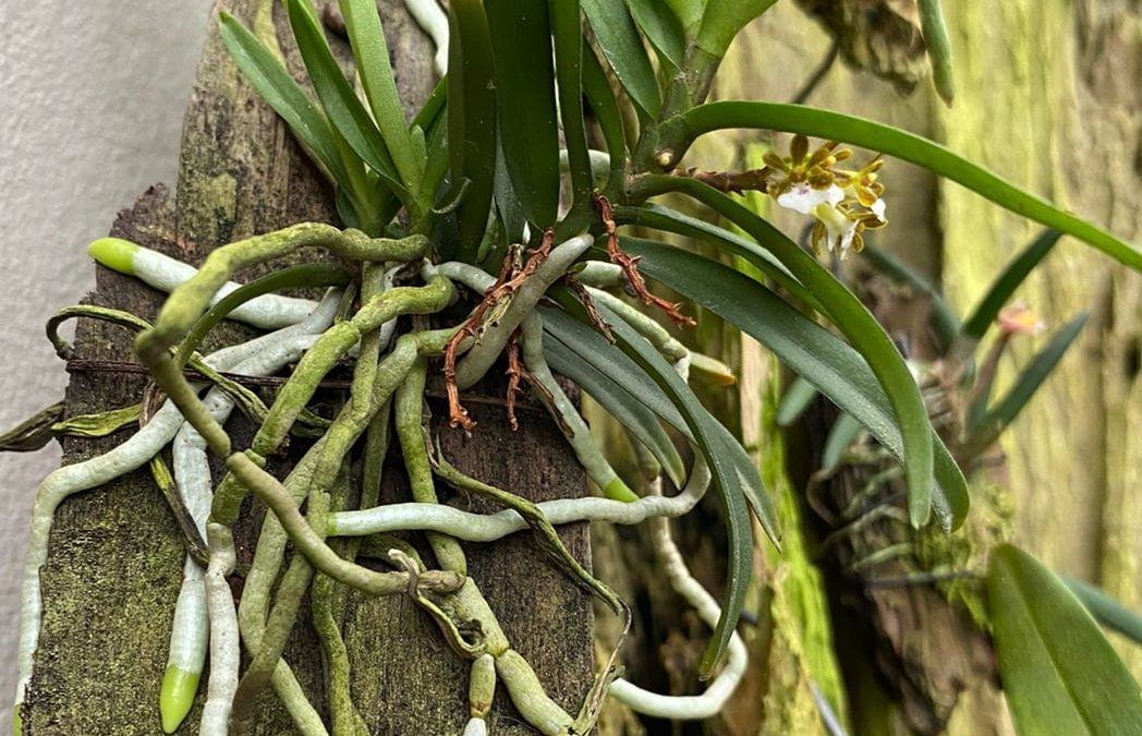 Raíces en orquídeas