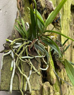 Raíces en orquídeas