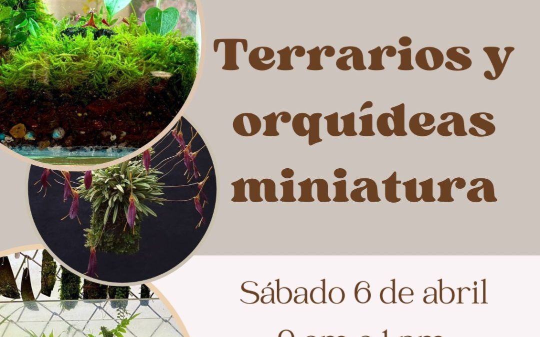 Terrarios y orquídeas miniatura – Taller presencial Abril 2024