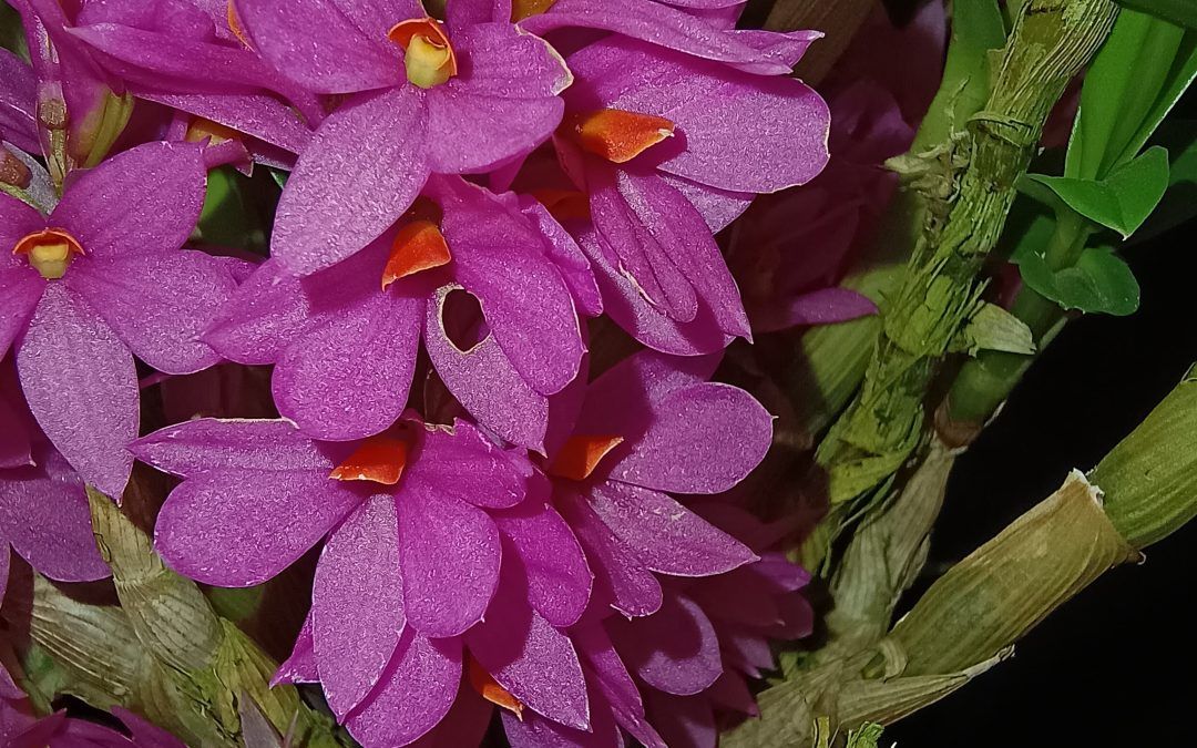 Dendrobium Hibikii