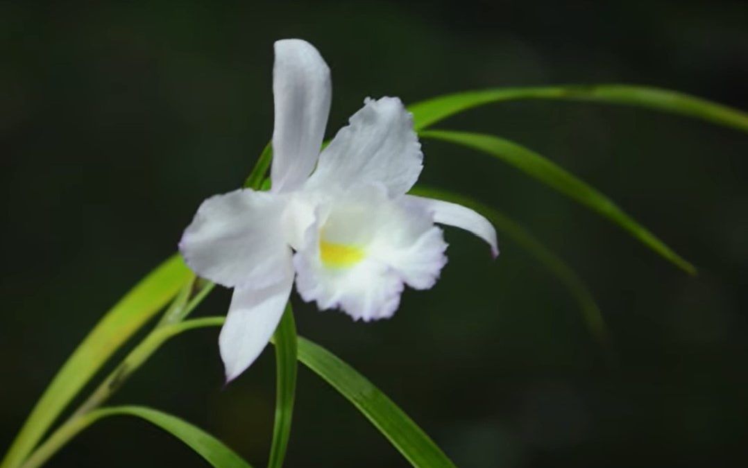 Géneros Sobralia y Elleanthus