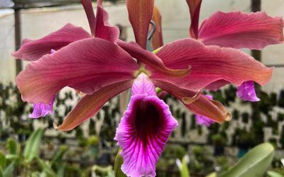Género Laelia