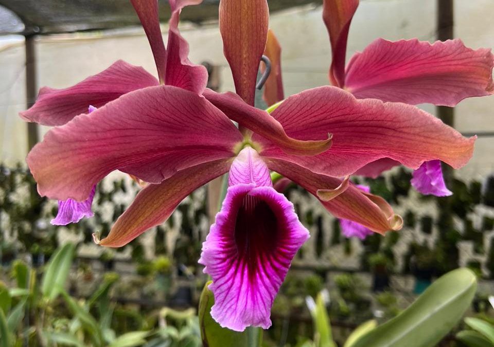 Género Laelia