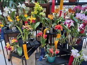 Orquídeas de los estudiantes de Alma del Bosque