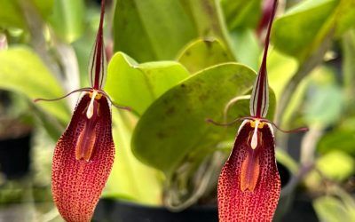 Género Restrepia