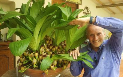 Inducción de floración en orquídeas