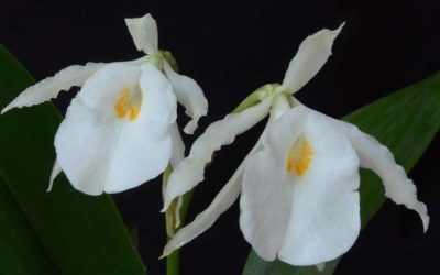 Género Trichopilia