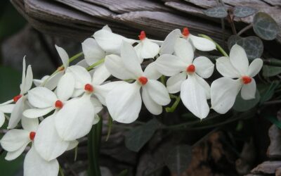 Cultivo de orquídeas Aerangis
