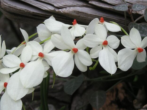 Cultivo de orquídeas Aerangis course image