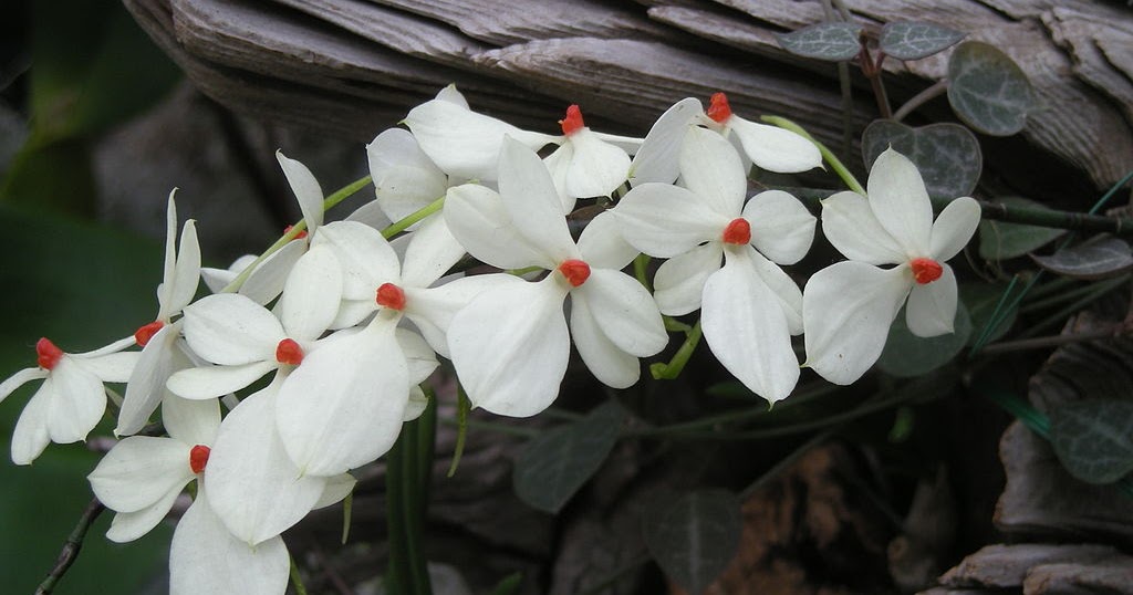 Cultivo de orquídeas Aerangis