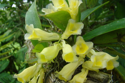 Cultivo de Rodriguezia
