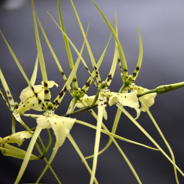 Cultivo de Brassia