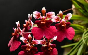 Cultivo de Tolumnia