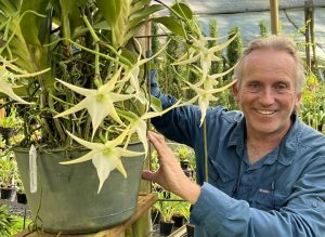 Cultivo de Angraecum