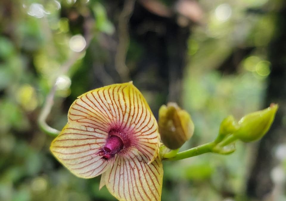 Cultivo de Telipogon