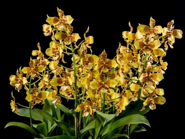 Cultivo de Rossioglossum course image