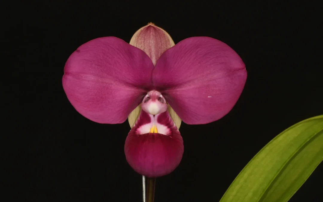 Identificación de orquídeas