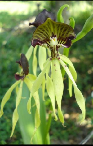 Cultivo de orquídeas Prosthechea