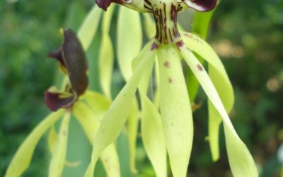 Orquídea Prosthechea
