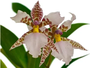 Cultivo de orquídeas Rhynchostele