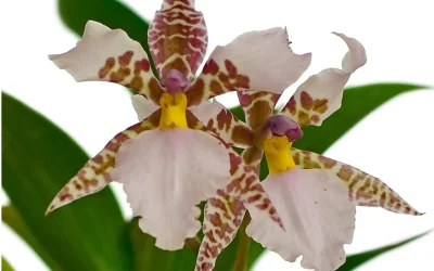 Cultivo de orquídeas Rhynchostele